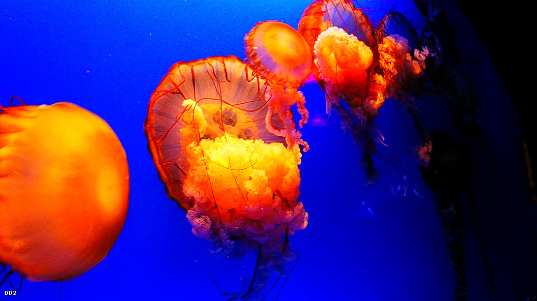 http://i.dcview.tw/gallery/201212/5d81f6a4466649d3c76ab4d895a6fb9d.jpg
