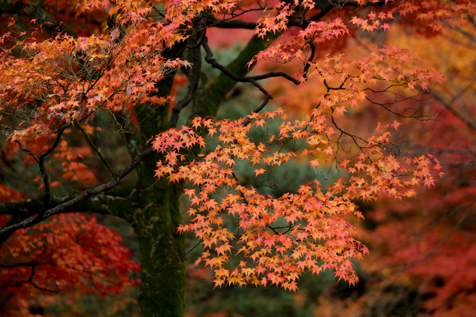 http://i.dcview.tw/gallery/201212/60d3bcaba366209aaa13fe46e06997a4.jpg