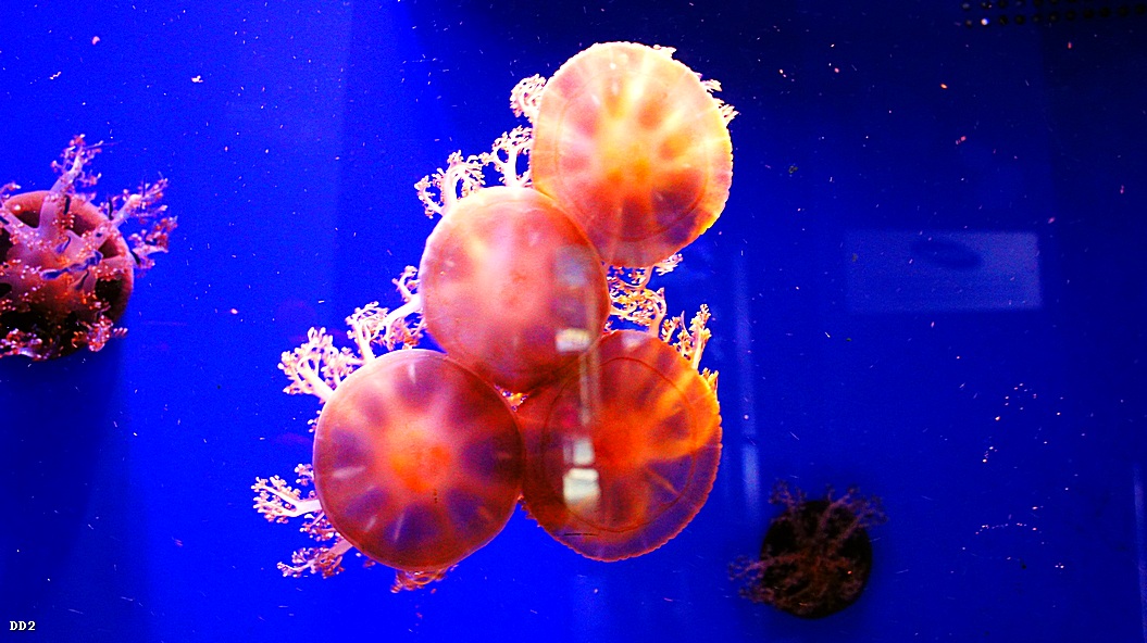 http://i.dcview.tw/gallery/201212/6a7179ef5efcfef39088c936988ad54e.jpg