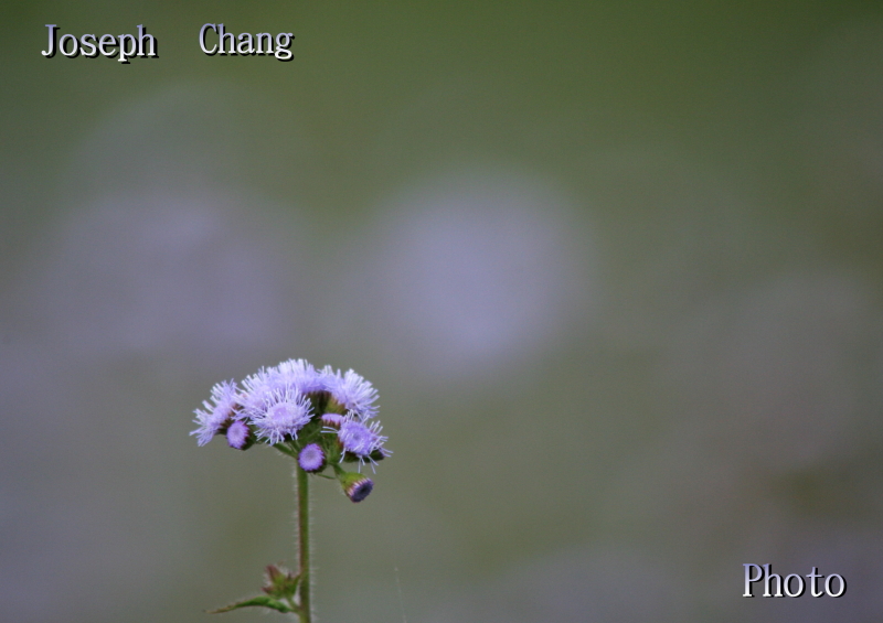 mainImg