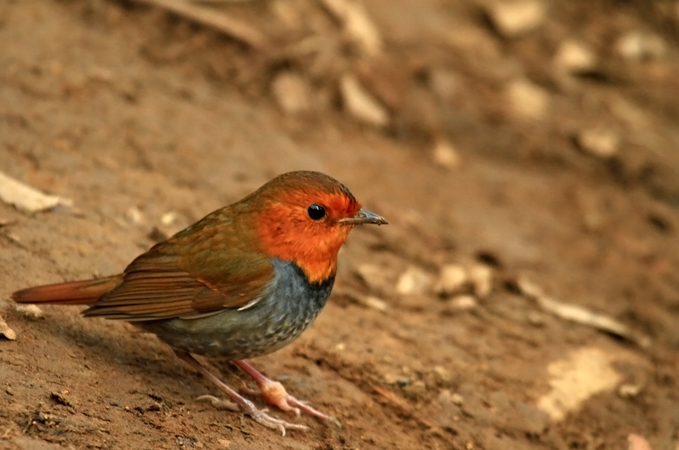 http://i.dcview.tw/gallery/201212/909036c57b403f49139e11eaeda1771d.jpg