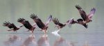廣興黑鳶