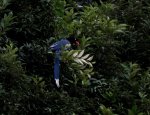 台灣藍鵲