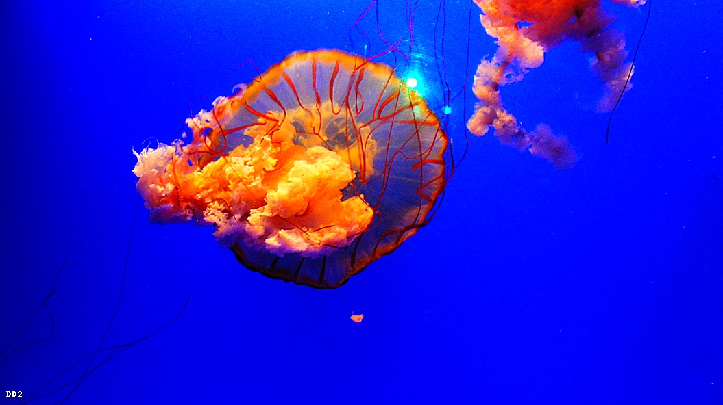 http://i.dcview.tw/gallery/201212/9ca685c6f85c2ec38d47a8d2fb112f86.jpg