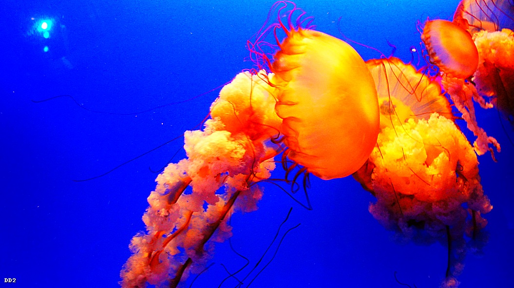 http://i.dcview.tw/gallery/201212/a7abc6ace973e3f11537793fb3d04239.jpg
