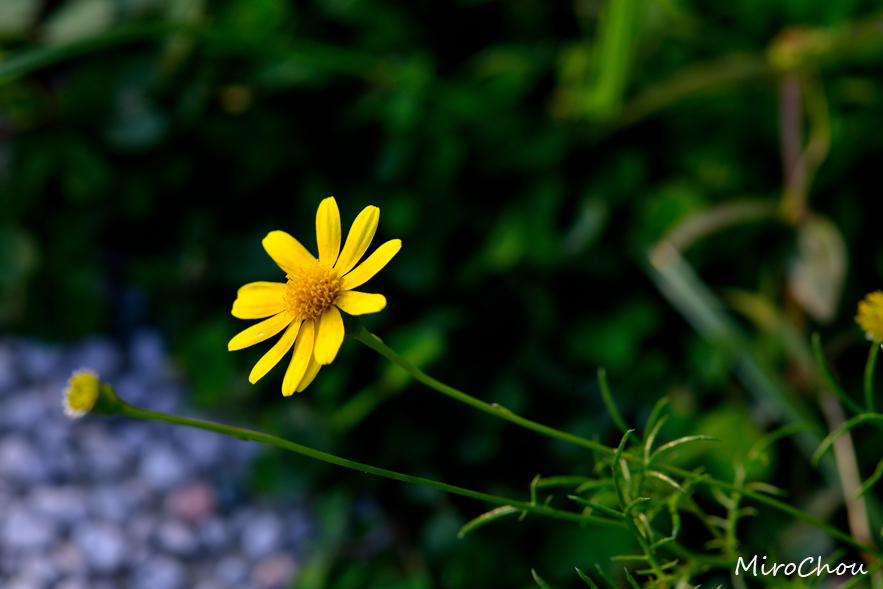 http://i.dcview.tw/gallery/201212/a7f43f4d8b68f822506ff4947dff0289.jpg