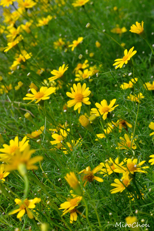 http://i.dcview.tw/gallery/201212/ac3ccc6635059ab5f3f3bb6d4f00ec71.jpg