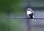 灰背椋鳥