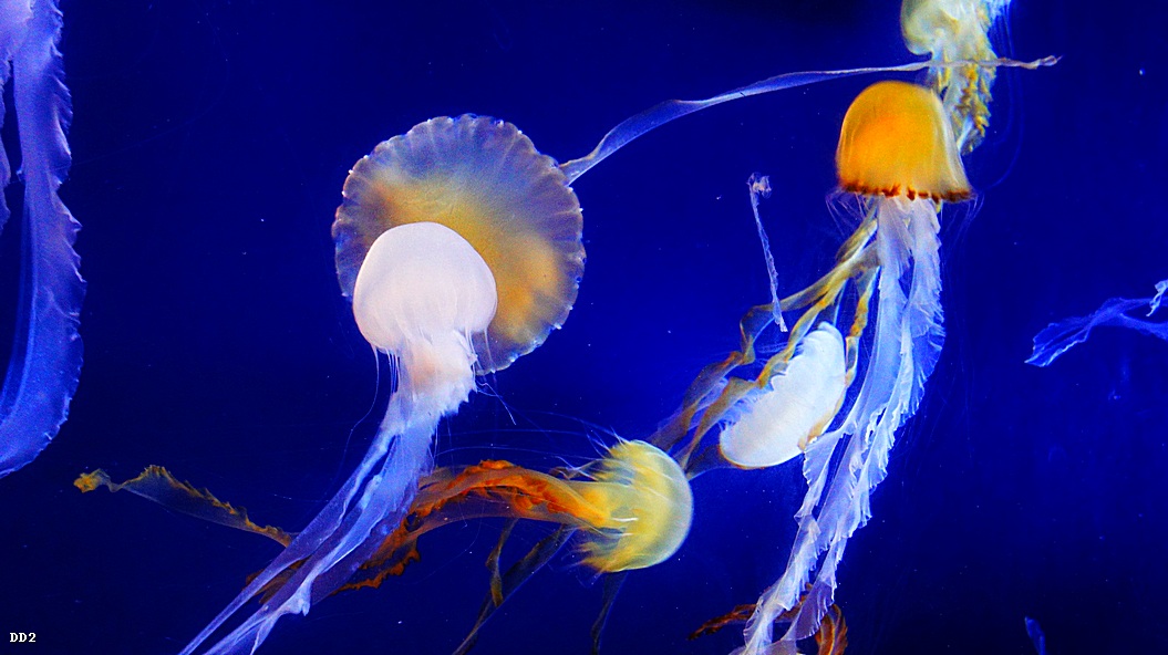 http://i.dcview.tw/gallery/201212/b6e5e089e42fa73c26148d38e02015e6.jpg