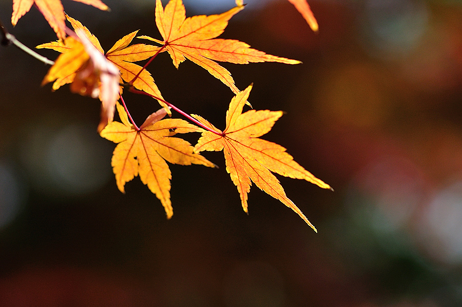 http://i.dcview.tw/gallery/201212/d235a0ecef958a0b3734daa2419df544.jpg