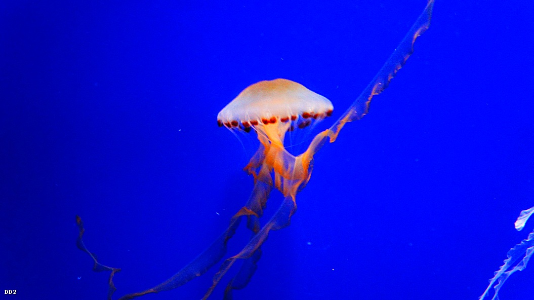 http://i.dcview.tw/gallery/201212/e8dd11c06d4cd1917fc3a7c231bfb03f.jpg