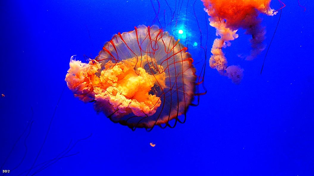http://i.dcview.tw/gallery/201212/eb1ea06249f866f174a9fb0c14f0f113.jpg