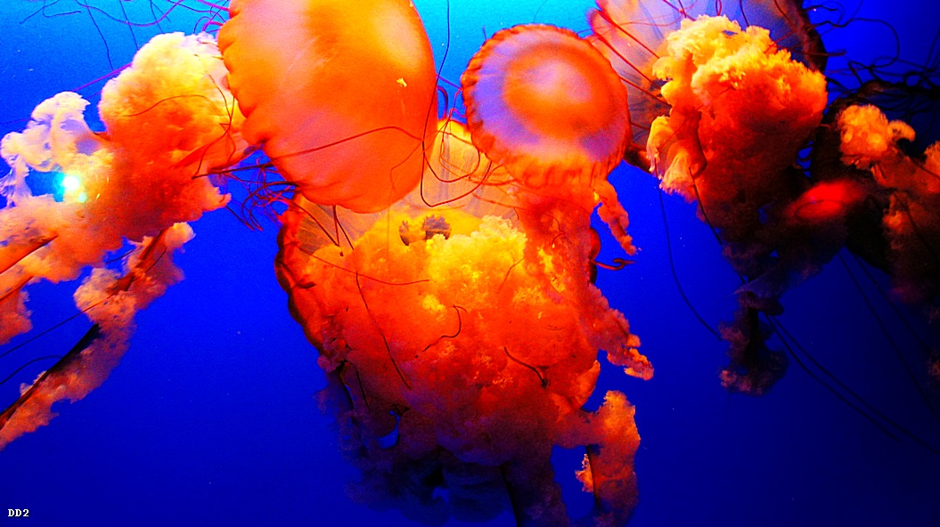 http://i.dcview.tw/gallery/201212/edf85e73348dbe707f8932a2d48da1a3.jpg