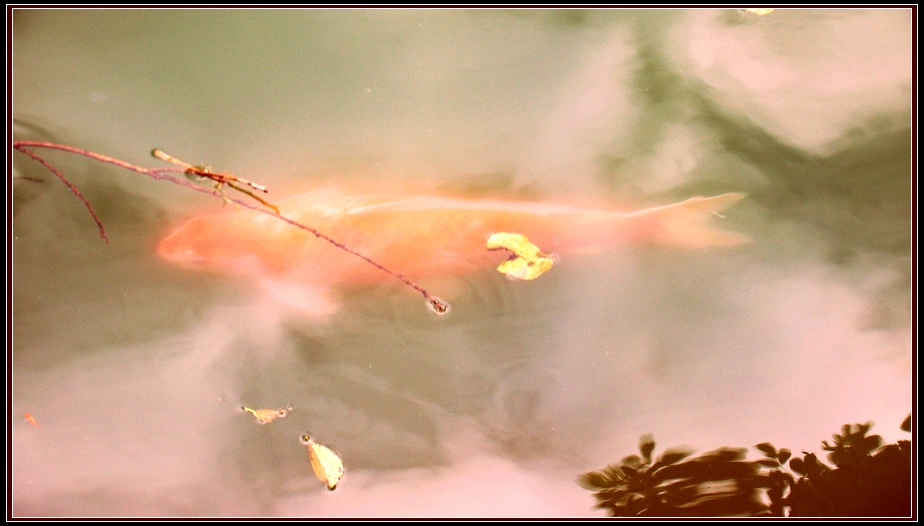 http://i.dcview.tw/gallery/201212/ef1adb3291f6a141be61d951a15a6c74.jpg