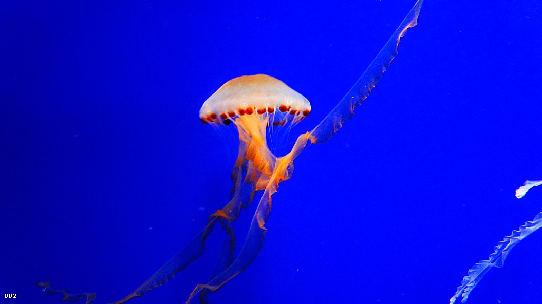 http://i.dcview.tw/gallery/201212/f662953a6e9b22fd985628bdabcf77e4.jpg