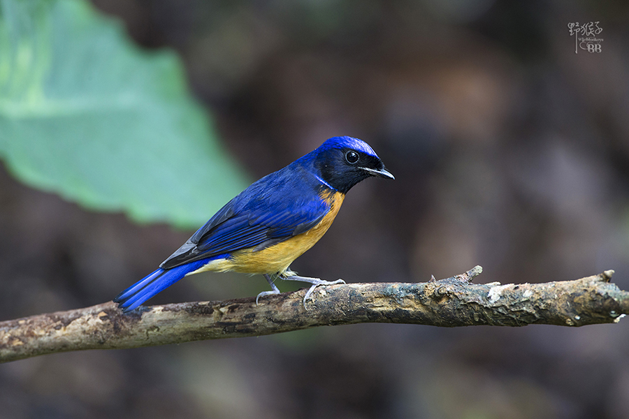 http://i.dcview.tw/gallery/201212/f969aa4f18840e57fa9d5b45d74c2b1c.jpg