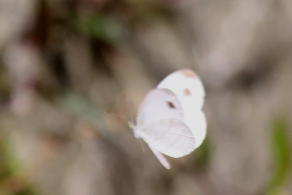 http://i.dcview.tw/gallery/201212/f9a69d53121239600cfb25f856669ae3.jpg
