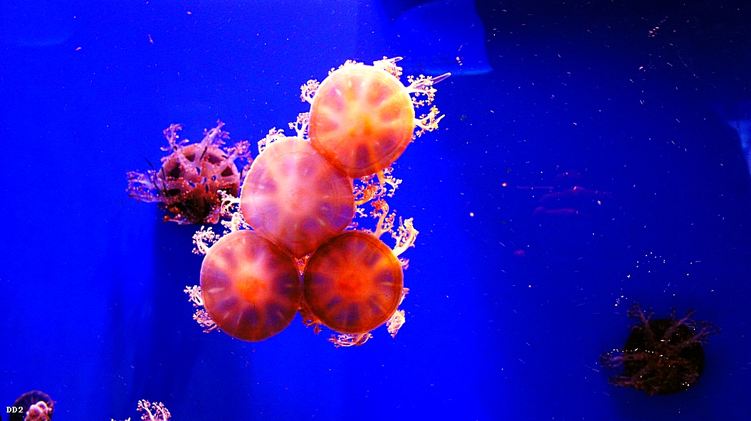 http://i.dcview.tw/gallery/201212/fe856974b9a333d3377ed21043770ebd.jpg