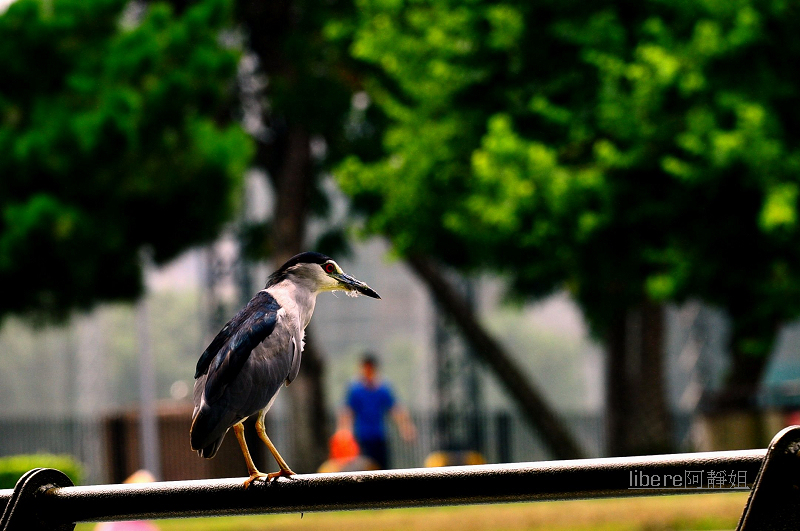 http://i.dcview.tw/gallery/201301/0c8071fb2d26a925a5efe455455f776d.jpg