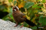 Xiaohu野生の走透透-1
