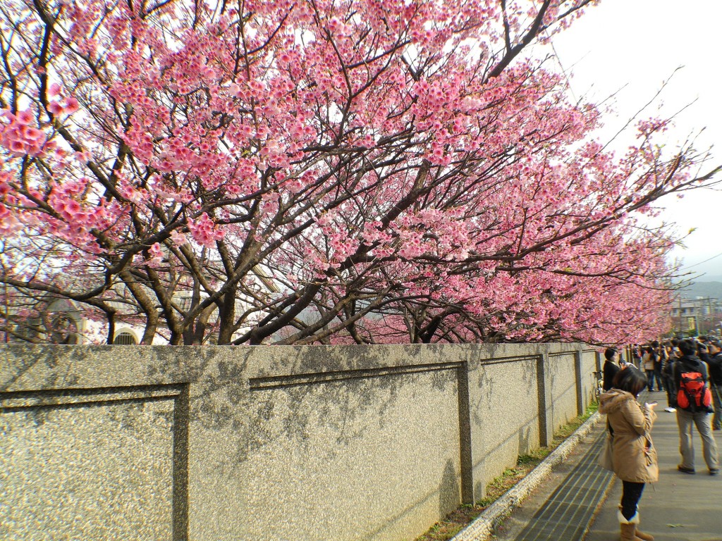 http://i.dcview.tw/gallery/201301/1fc25c20c7c39d3c75777789fa885e57.jpg