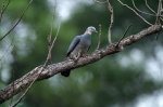 山の粉鳥