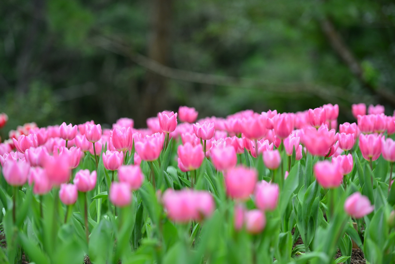 http://i.dcview.tw/gallery/201301/38ba24969715a41718dc1db228e0e505.jpg