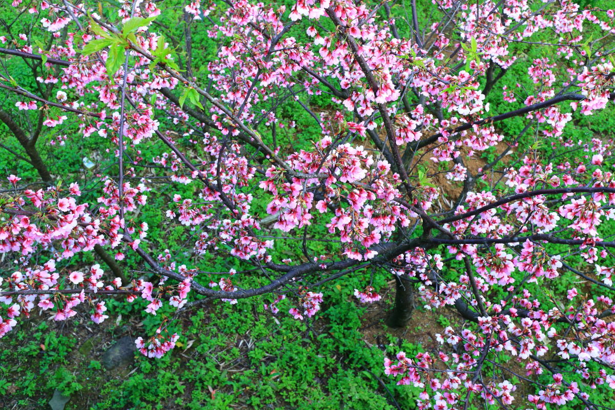 http://i.dcview.tw/gallery/201301/49915cdb1a49a03307cff2a03aff0467.jpg