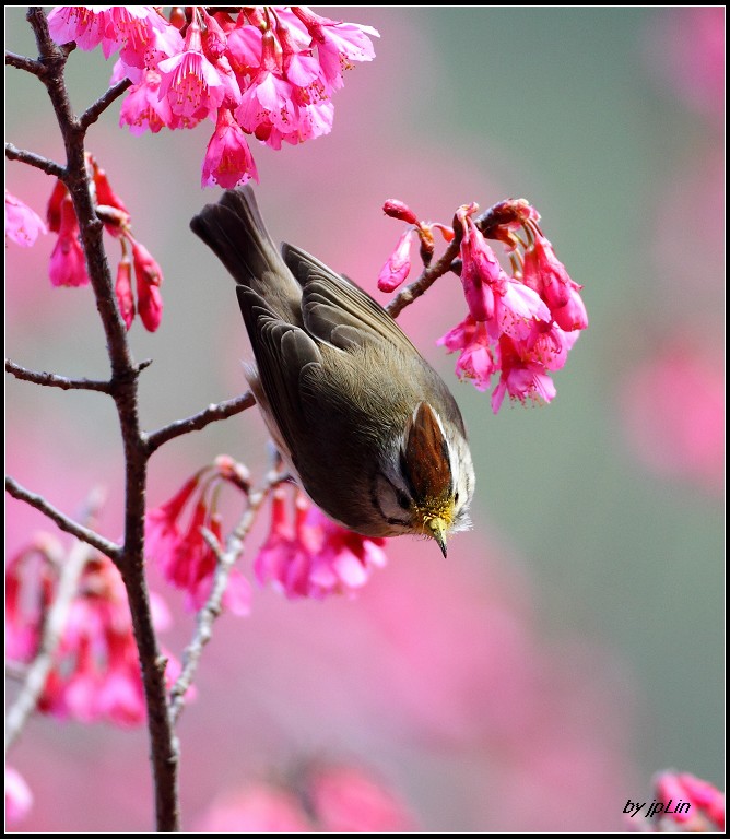 http://i.dcview.tw/gallery/201301/50d585117f79aad1d9180bc6f8a7fa20.jpg