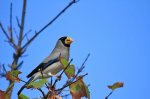 桑鳲