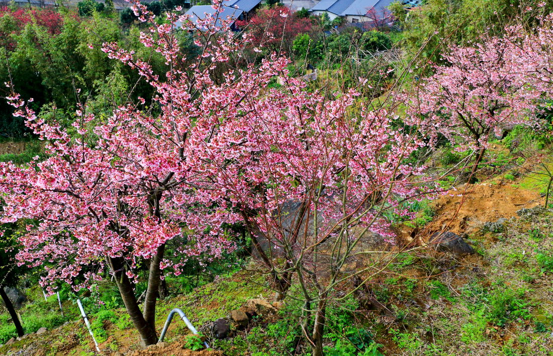 http://i.dcview.tw/gallery/201301/67a02f4187ba43232cbbd0eba6ad0dc0.jpg
