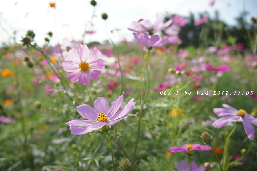 http://i.dcview.tw/gallery/201301/7caa25ee2f57c3100113f96206924800.jpg