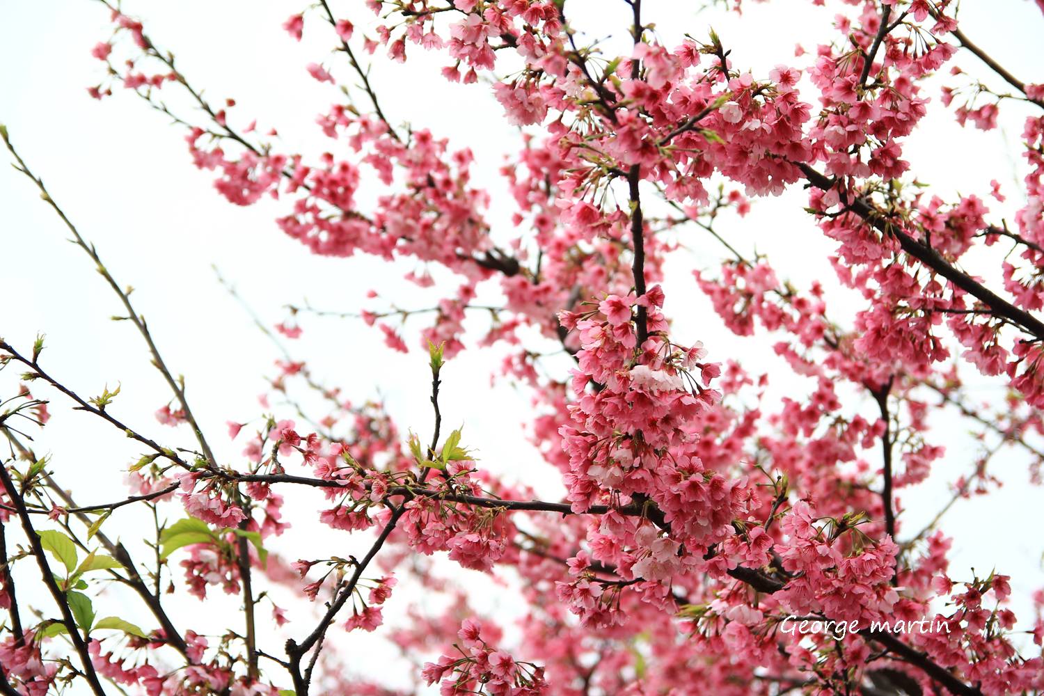 http://i.dcview.tw/gallery/201301/8e209009877233efe7cadea03485a6c3.jpg