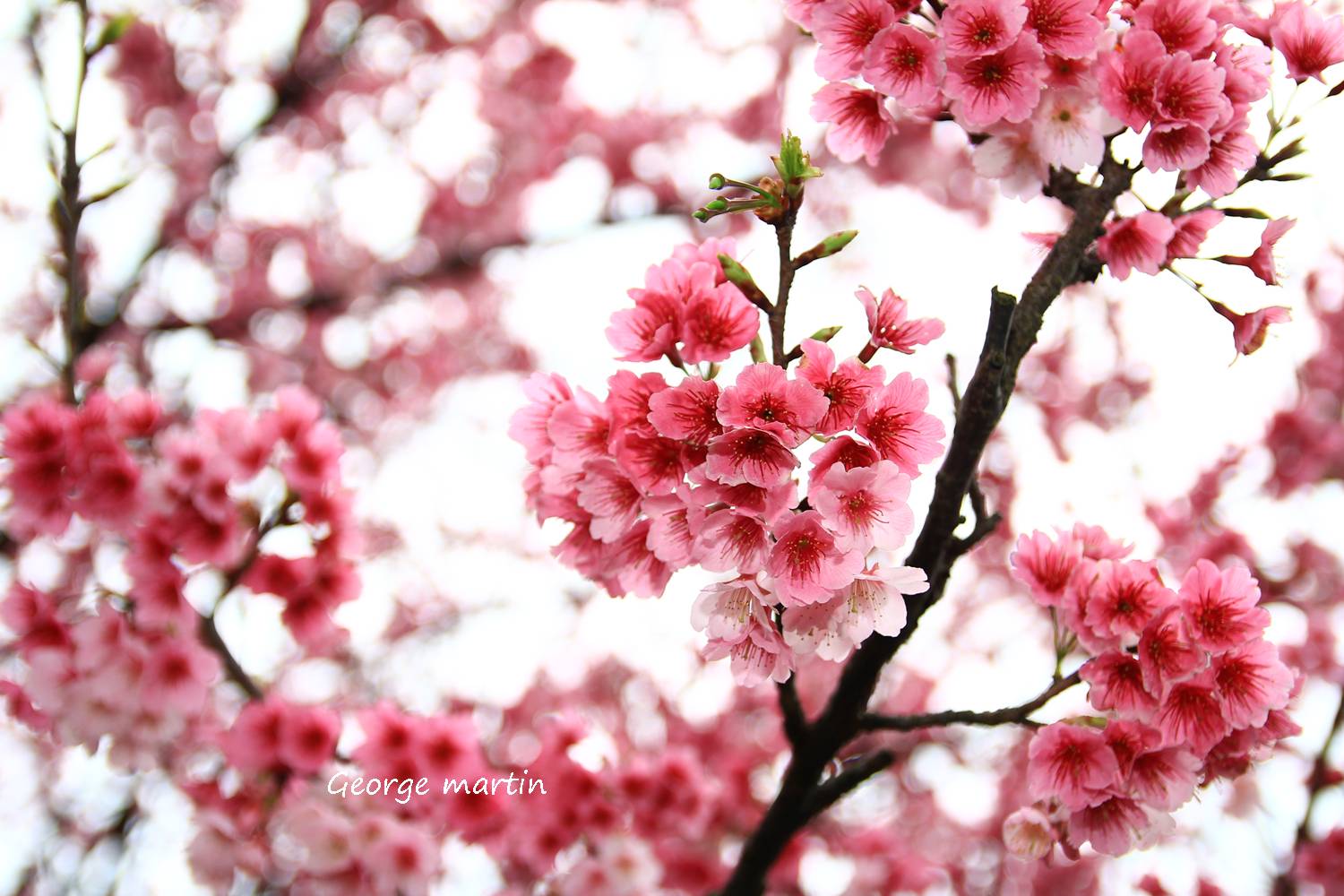 http://i.dcview.tw/gallery/201301/a7c09f2d79f9cdb86b3eb4b6cf5088aa.jpg