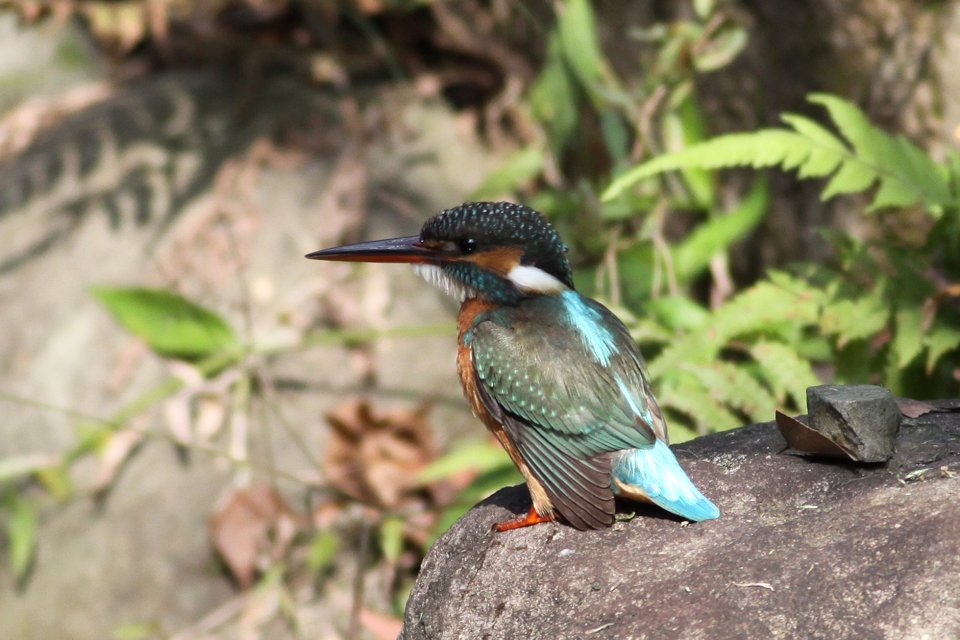 http://i.dcview.tw/gallery/201301/ac95519004914054a32f00e7a32e7436.jpg