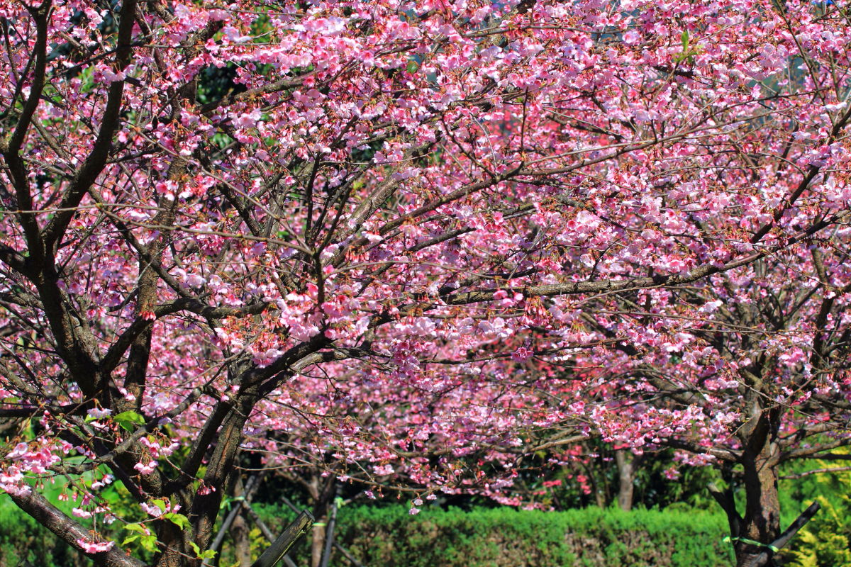 http://i.dcview.tw/gallery/201301/add4c365b0fa2454eacd27620ac5c2fd.jpg