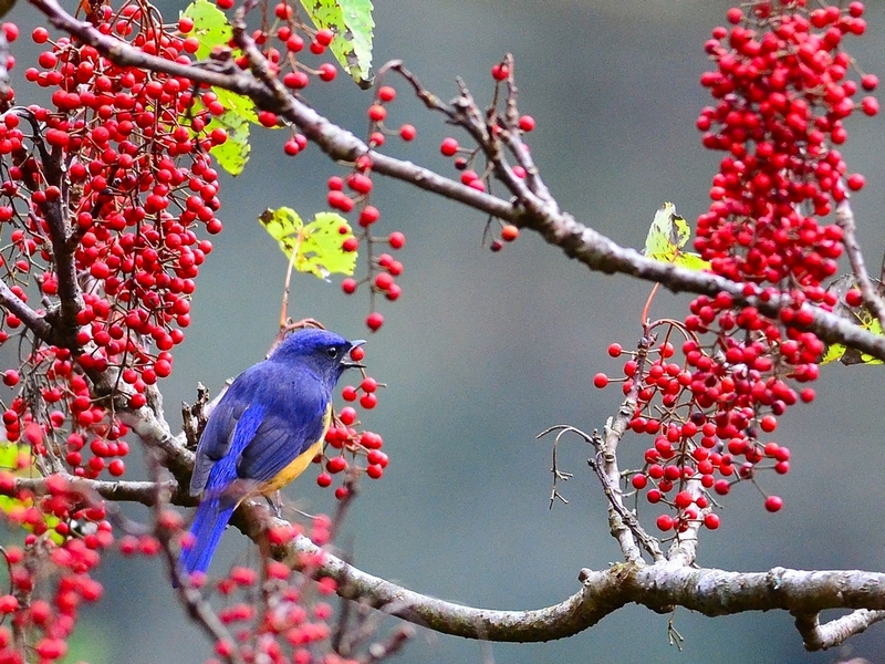 http://i.dcview.tw/gallery/201301/be095144007a740558fa52cffd1d96a5.jpg