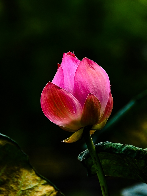 http://i.dcview.tw/gallery/201301/c69e974fdc243a24f2a5f113ec335623.jpg