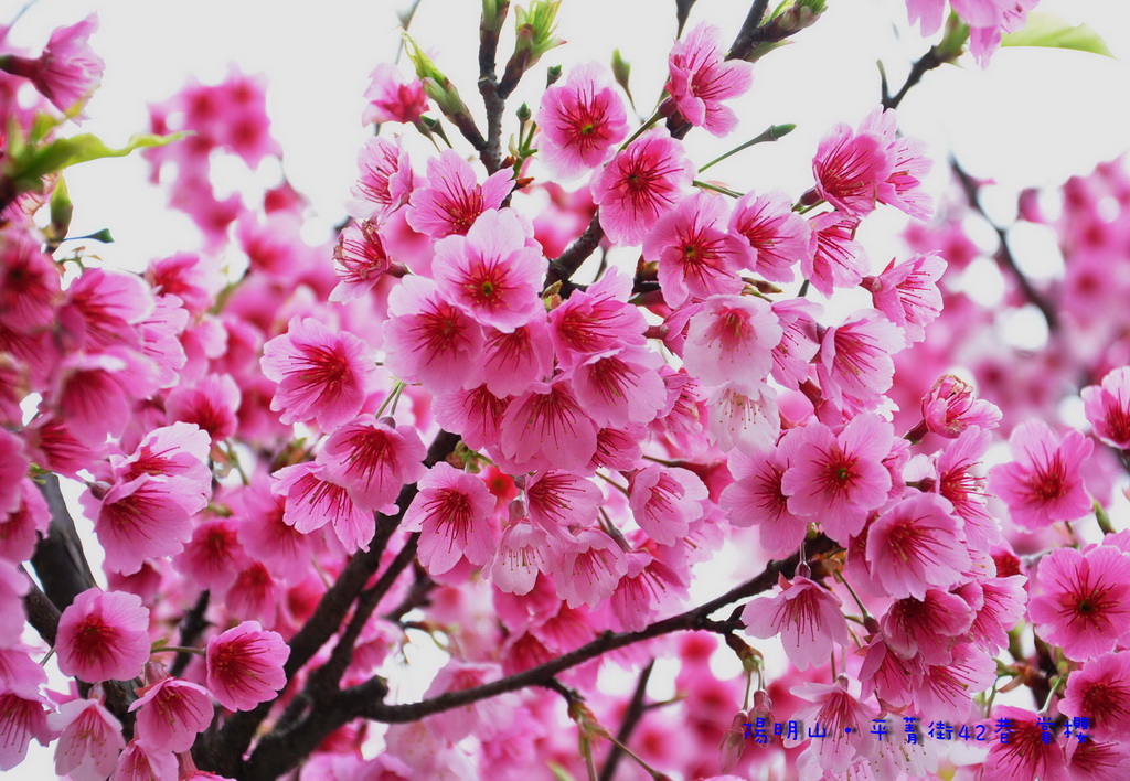 http://i.dcview.tw/gallery/201301/c9286647b5ec21f22c9af2c8f51dd02c.jpg