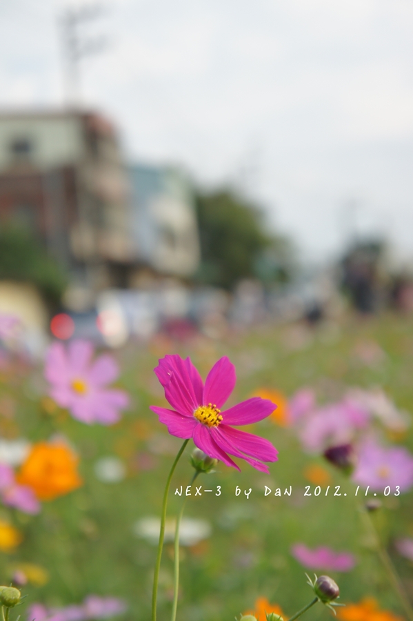 http://i.dcview.tw/gallery/201301/d0b167543d36c4a33900ceeff019f9e1.jpg