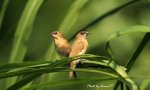 斑文鳥