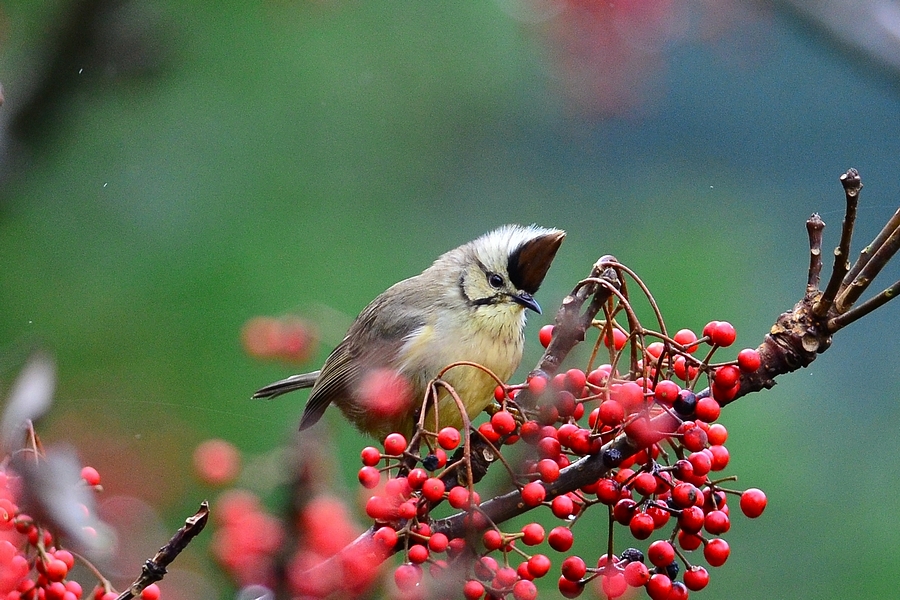 http://i.dcview.tw/gallery/201301/d7fe4948c291bb335be3f695647571bc.jpg