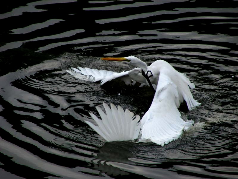 http://i.dcview.tw/gallery/201301/e111182ac0d0935731ae46fd3390caf9.jpg
