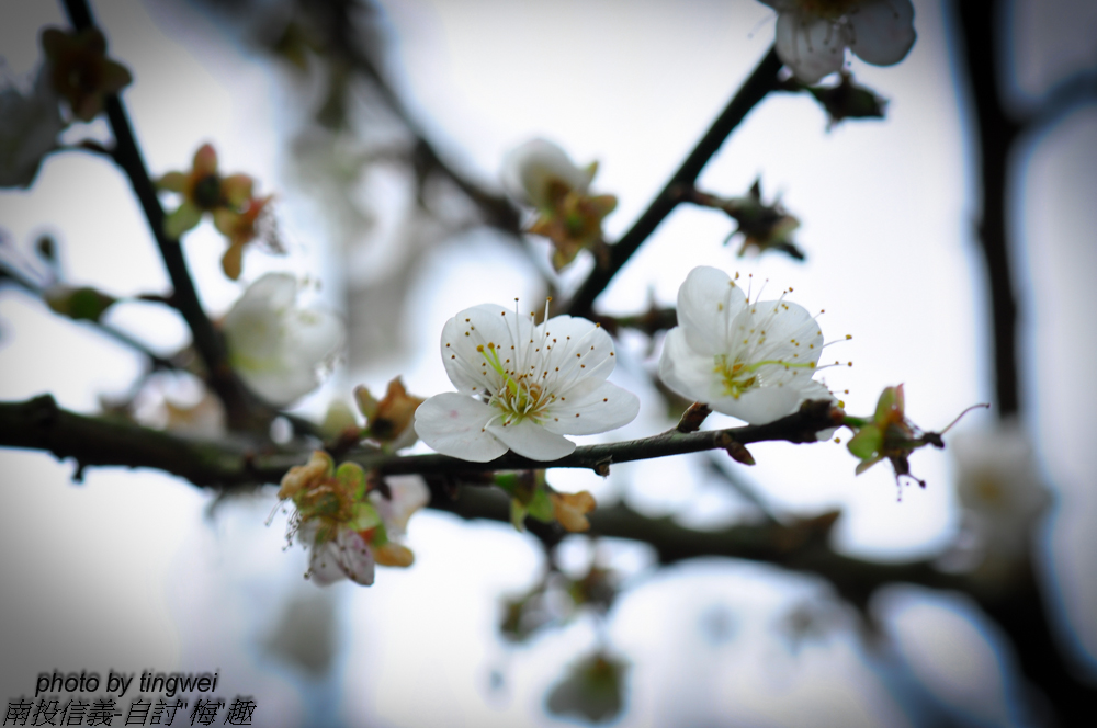 http://i.dcview.tw/gallery/201301/ee7e4373c8c510e70fc1288fd0f1ec7b.jpg