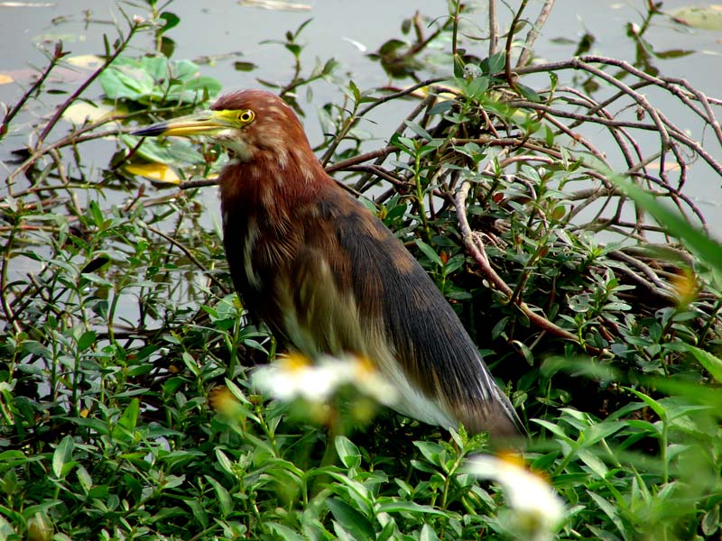 http://i.dcview.tw/gallery/201301/f1541997d84b66ad750cb011cde08ba2.jpg