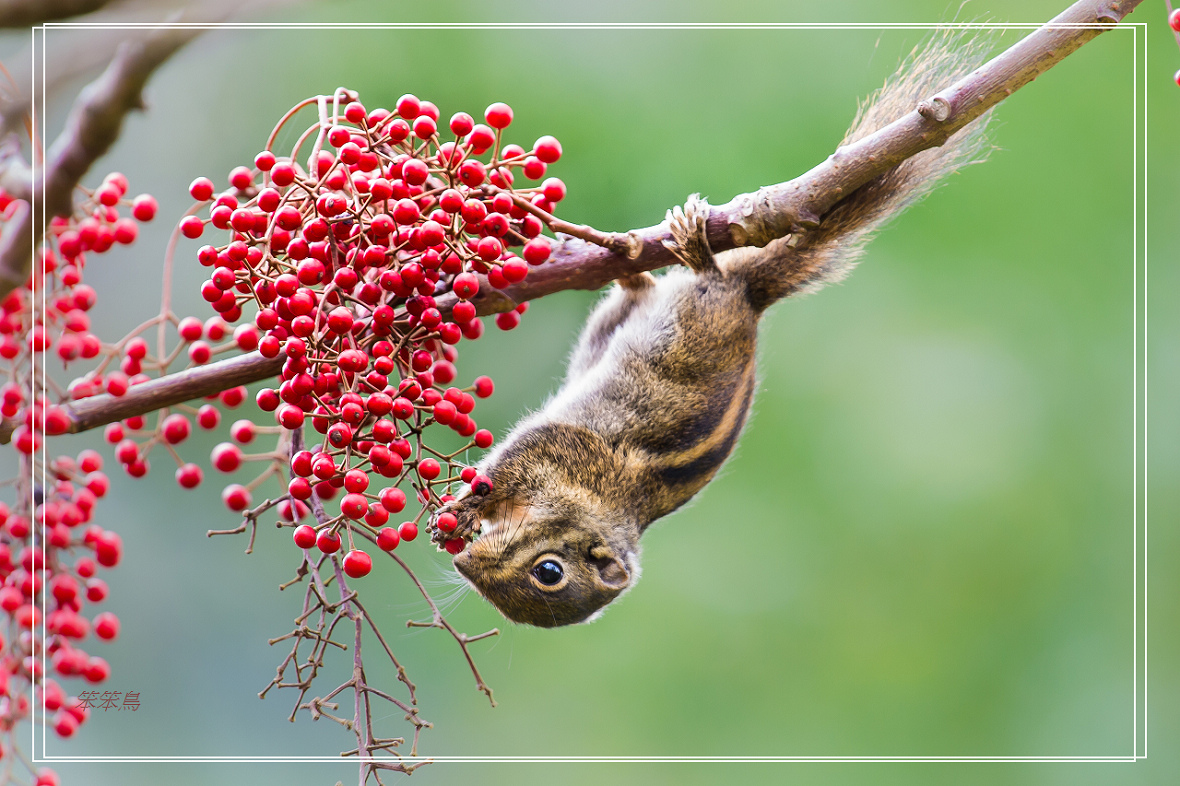 http://i.dcview.tw/gallery/201301/f23af3638a91dcb1a59f0370ccfdd5b1.jpg