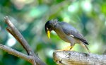 打鳥不知鳥名?