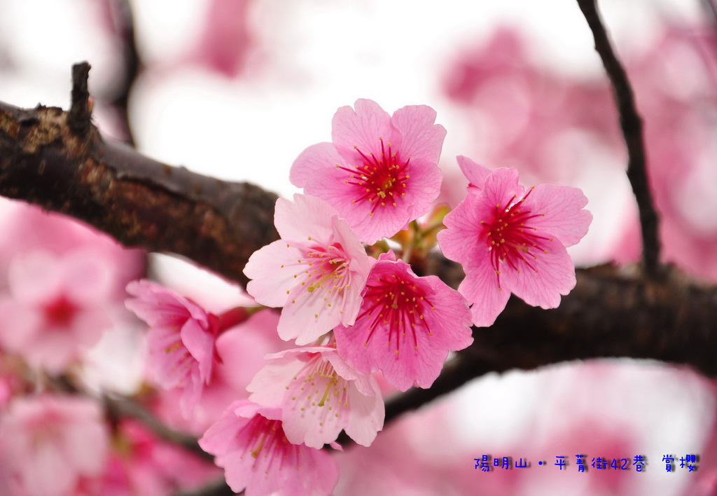 http://i.dcview.tw/gallery/201301/ff998969aeb7386dda4fa6b078243fca.jpg