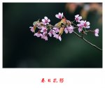 ～～春日迟迟弄花影～～