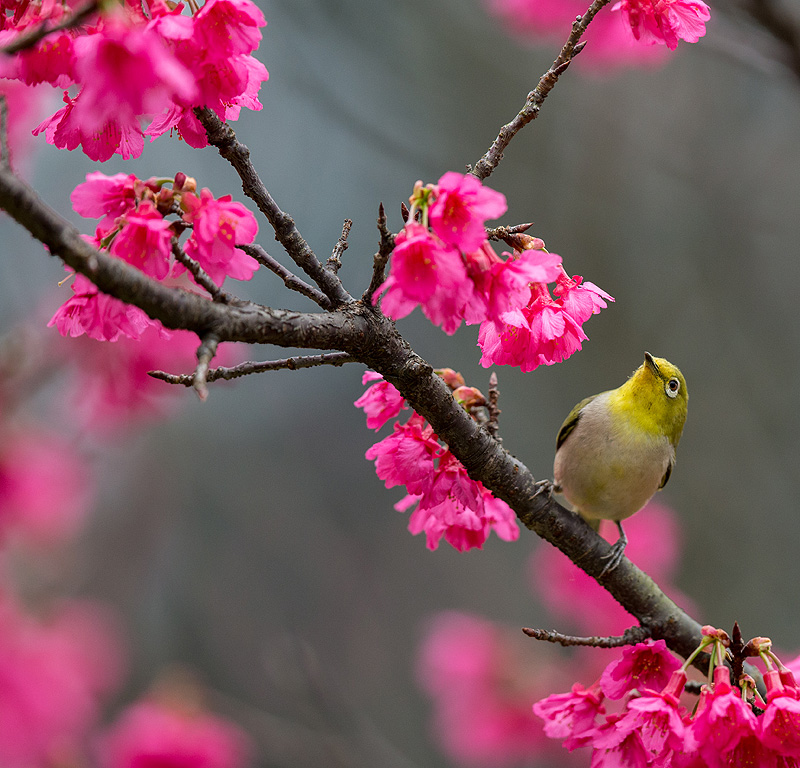 http://i.dcview.tw/gallery/201302/042c2543e602c91deb26884f8e51263f.jpg